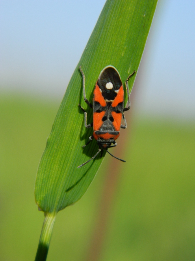 Lygaeidae: Lygaeus equestris della Lombardia (MN)